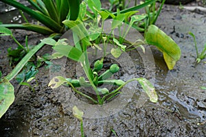 Water hyacinth plants grow well in rice fields