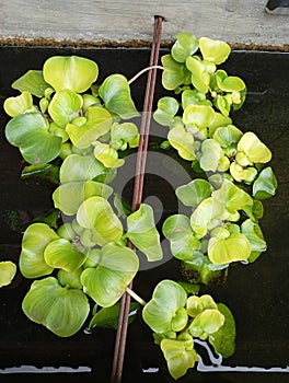 Water hyacinth plants that live in water have yellowish green leaves photo