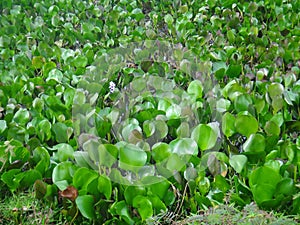 Water hyacinth plants in a river