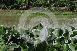 Water hyacinth plants in the river.