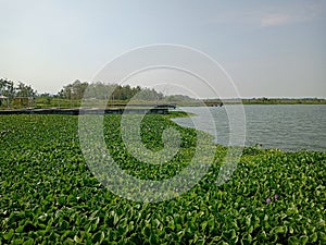 Water hyacinth (Pontederia crassipes or Eichornia crassipes) growth wildly on the dam