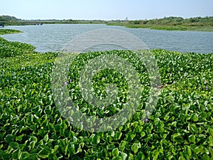 Water hyacinth (Pontederia crassipes or Eichornia crassipes) growth wildly on the dam