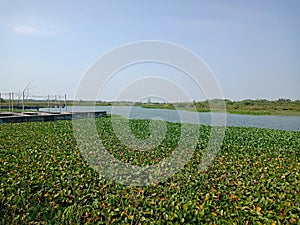 Water hyacinth (Pontederia crassipes or Eichornia crassipes) growth wildly on the dam