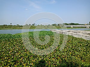 Water hyacinth (Pontederia crassipes or Eichornia crassipes) growth wildly on the dam