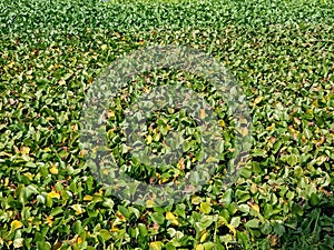 Water hyacinth (Pontederia crassipes or Eichornia crassipes) growth wildly on the dam