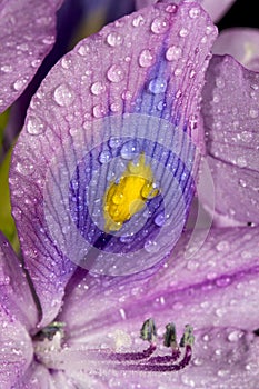 Water Hyacinth. Purple flower