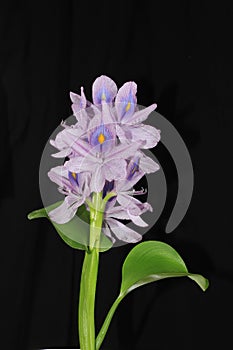 Water Hyacinth. Purple flower