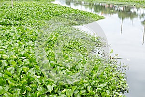 water hyacinth