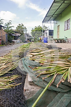 Water hyacinth stems drying in rural Vietnam village