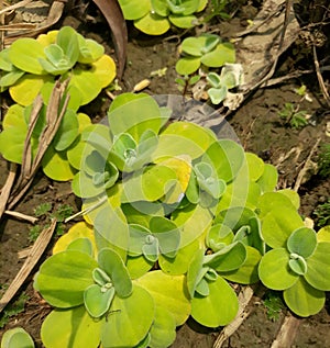 Crowd water hyacinth in a soil