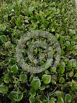 Water hyacinth was first discovered by accident by a scientist named Carl Friedrich Philipp von Martius, a German botanist in 1824