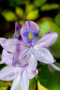 water hyacinths (Eichhornia azurea), gently purple asymmetric aquatic plant flower