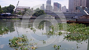 Water Hyacinths floating on murky polluted Pasig City river