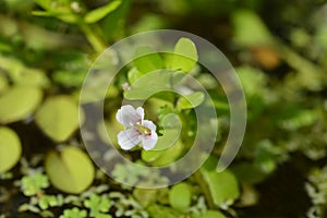 Water hyssop