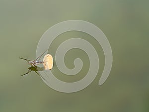 The Water Insect Perched on Old Leaf