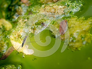 Water Insect Perched on The Water
