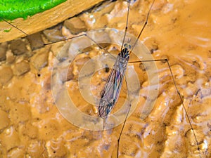 Water Insect Perched on Water Flow