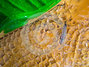 Water Insect Perched on Water Flow