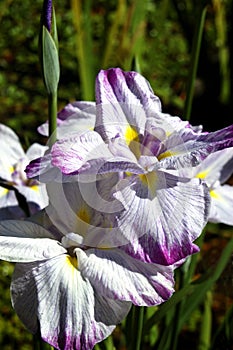 Water Iris