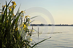 Water irises in bloom on a lakeshore at sunset