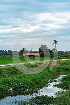 Water irrigation full of creepers at the rice paddy field