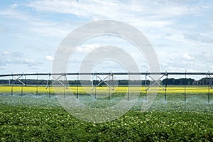 Water irrigation system spraying water over crop in summer.