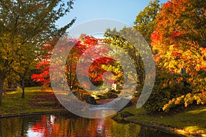 Water with Japanese maple tree