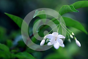 Water jasmine flower and buds isolated on green leaves background