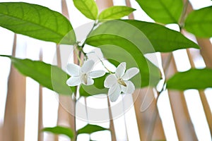 Water jasmine, Wrightia religiosa