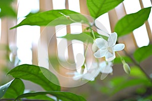 Water jasmine, Wrightia religiosa