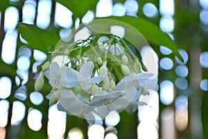Water jasmine, Wrightia religiosa