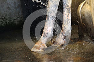 Water jet on the anterior legs of the horse to wash it