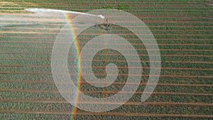 Water jet of irrigation is atomized as mist on a field and shows a rainbow