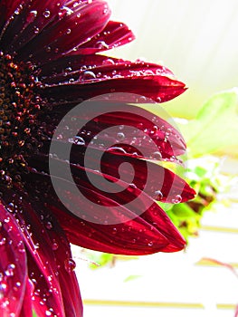 Water kissed red sunflower