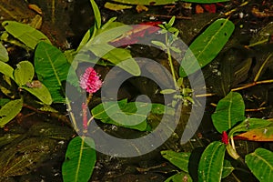 Water knotweed with pink flower - Persicaria amphibia