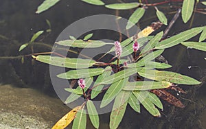 Water knotweed smartweed flowers growing in Lake Emre in Phrygia Valley Natural Park Frig Vadisi Tabiat Parki, Ihsaniye,