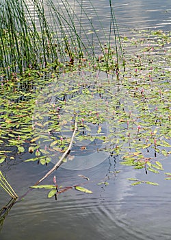 Water knotweed smartweed flowers growing in Lake Emre in Phrygia Valley Natural Park Frig Vadisi Tabiat Parki, Ihsaniye,