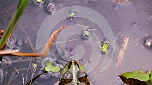 Water lake background with frog peeping