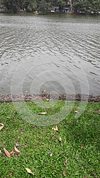   water .lake . Crane walks on the lake wall.green grass.