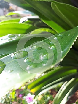 Water on Leaf