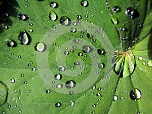 Water on leaf