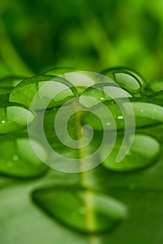 Water on leaf closeup