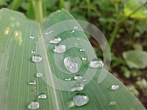 Water on leaves