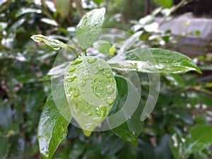 Water on the leaves in the garden after the rain