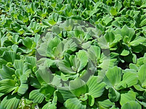 Water lettuce - Aquatic and wetland plants