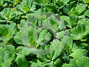 Water lettuce - Aquatic and wetland plants