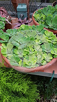 Water Lettuce in Greenhouse