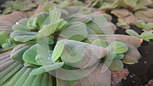 Water Lettuce in the like