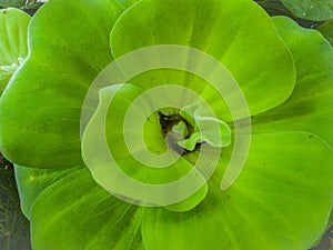 The Water Lettuce, Pistia stratiotes Linnaeus Areceae. floating water plant close up shot