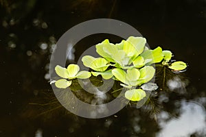 Water lettuce or Pistia stratiotes Linnaeus on the water